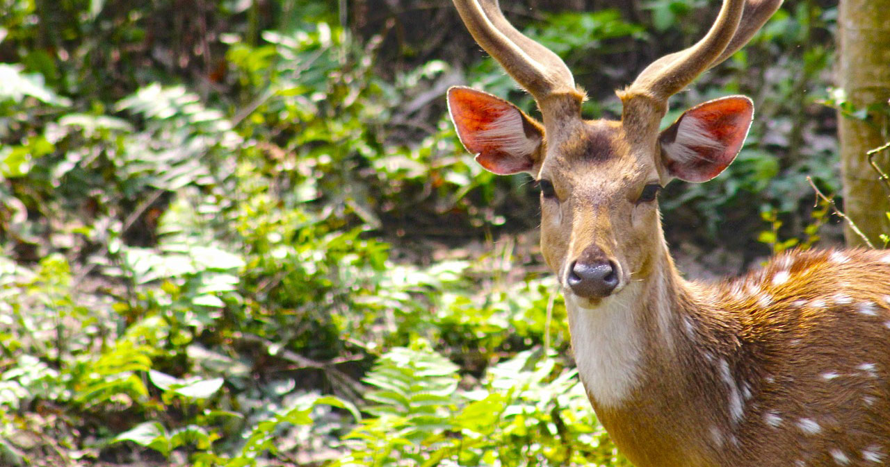 Sprawling across the south-central region of Nepal, Chitwan National Park doubles as a World Heritage Site and is positively rammed with extraordinary wildlife.