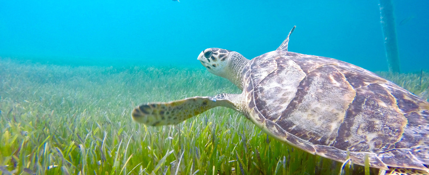 Costa Rica Sea Turtle Rescue